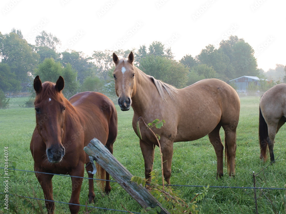 Fototapeta premium Horse at Sunrise