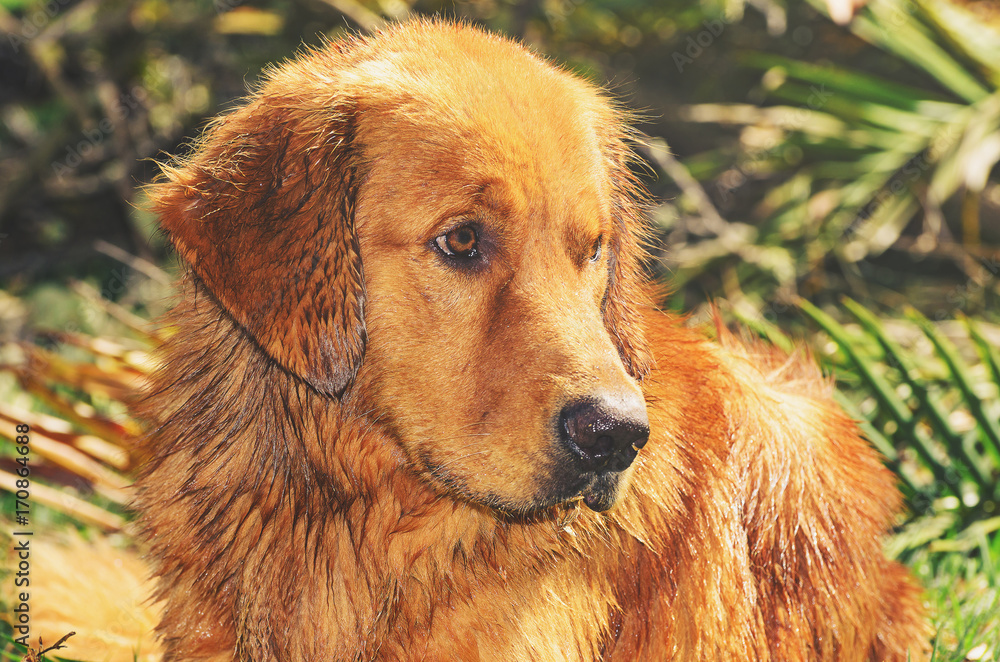 Obraz premium Wet Golden Retriever dog with sad and apprehensive look, looking to the right, on nature.