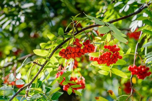 Grapes with rowan berries are illuminated by the autumn sun