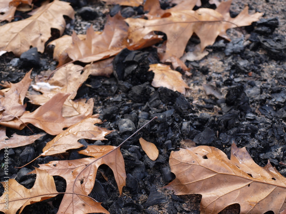 Fototapeta premium Fall Leaves and Dirt