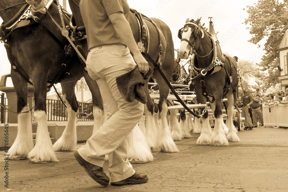 Clydesdale Horse Parade with Worker Stock Photo Adobe Stock