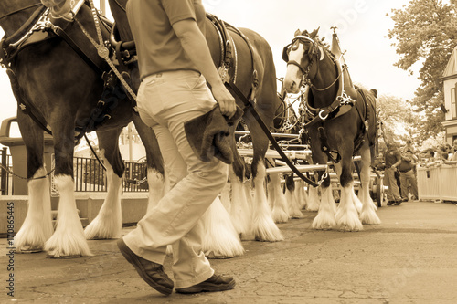 Clydesdale Horse Parade with Worker