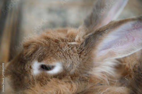 Rabbit at the Minnesota State Fair photo