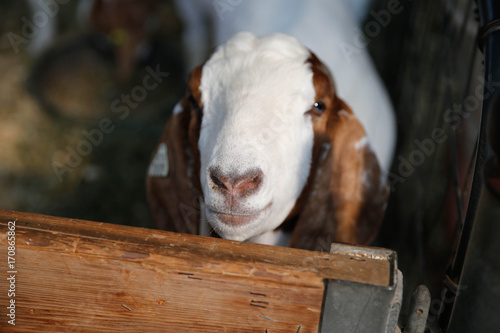 Goat at the Minnesota State Fair