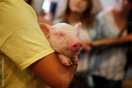 Baby pig at the Minnesota State Fair