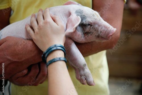 фотографія Petting a baby pig at the Minnesota State Fair
