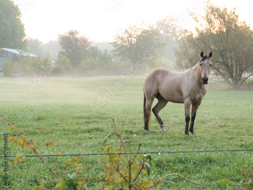 Horse in Pasture