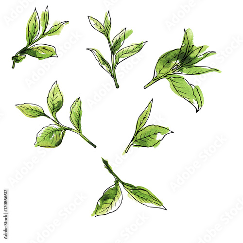 Green tea leaves set painted by watercolor and ink. Hand drawn illustration.
