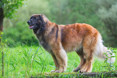 outdoor portrait of a Leonberger dog photo
