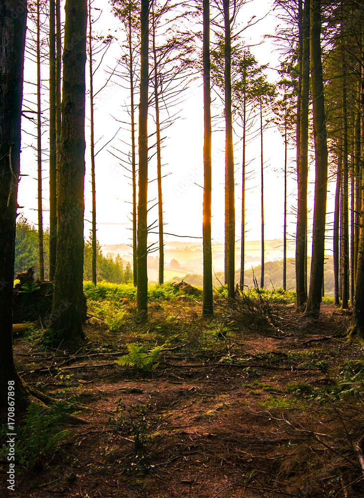Fototapeta premium woodland lights