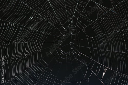 Obraz na plátně Spiderweb against a black background