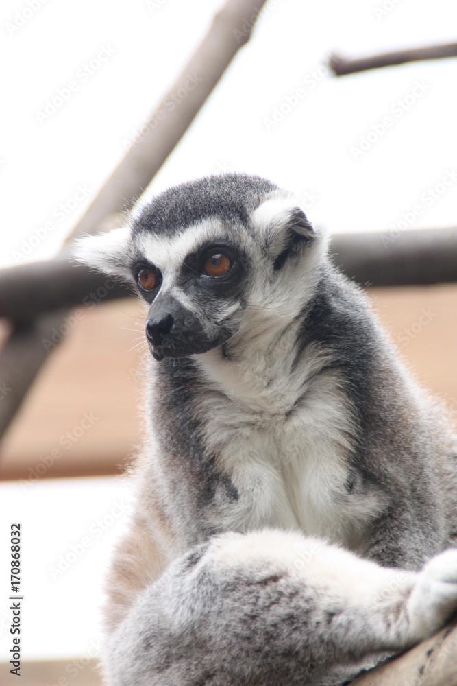 Obraz premium lemur 1
