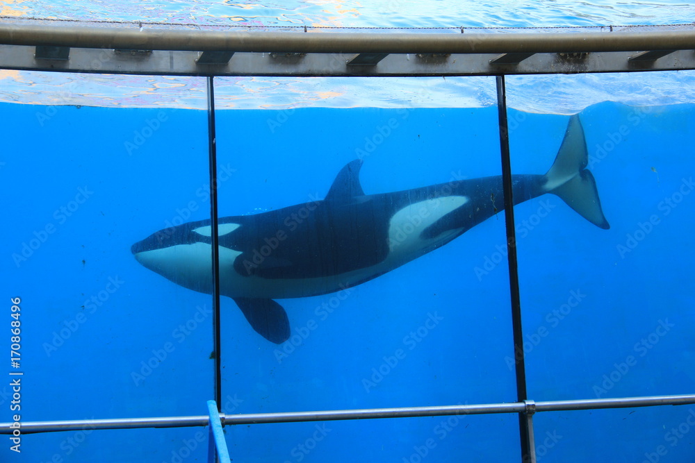 Fototapeta premium Orques