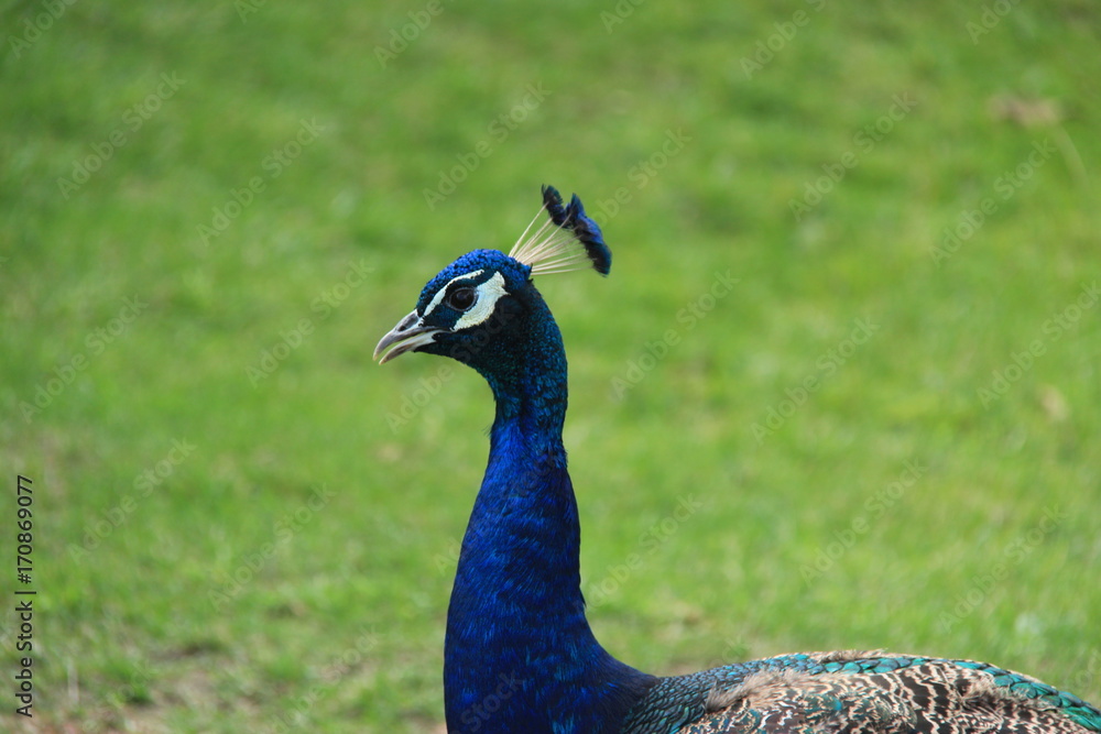 Paon bleu Paon bleu