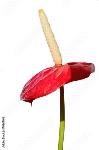 Red flower and yellow tall spadix of tallflower Anthurium on white background  photo