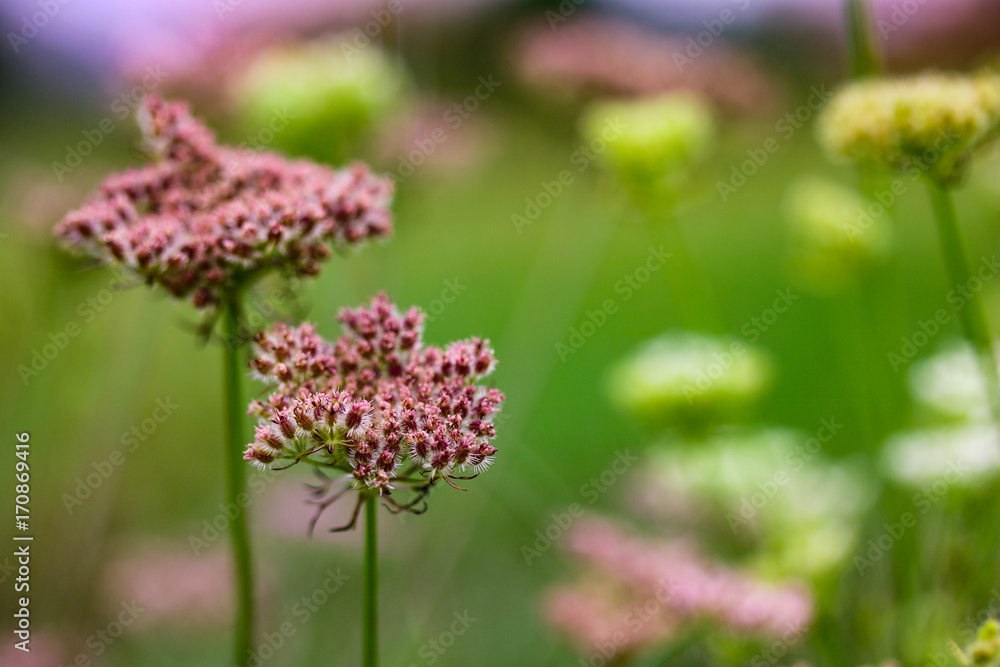 Pink flowers in the Polish countryside Pink flowers in the Polish countryside