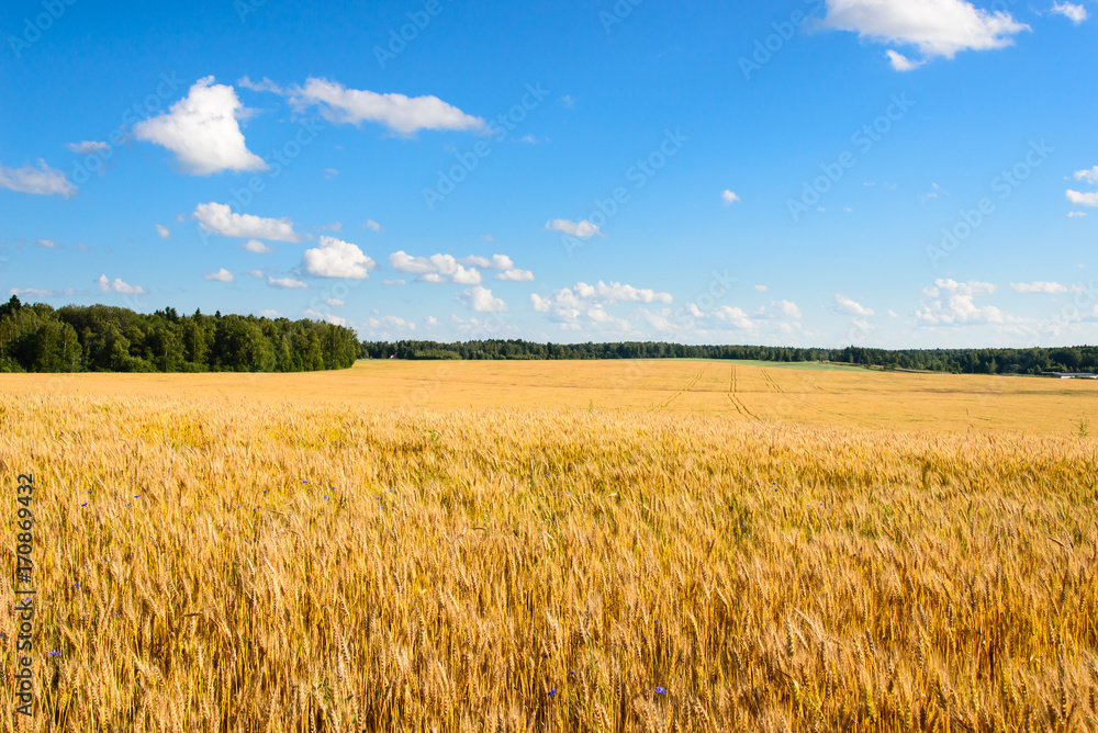 Landscape with a yellow field of ripe rye on a sunny day