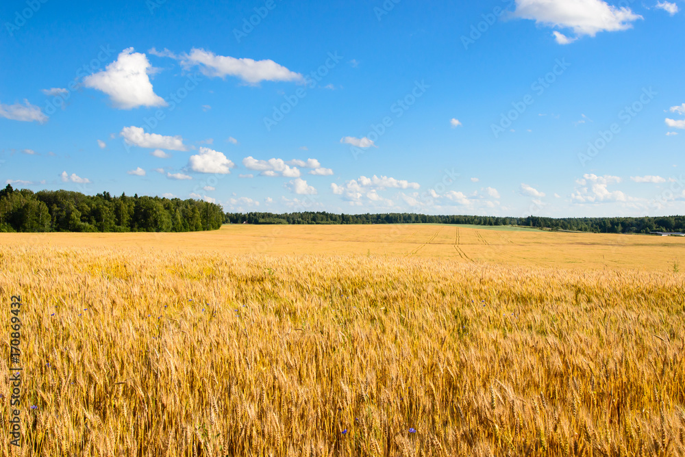 Landscape with a yellow field of ripe rye on a sunny day Landscape with a yellow field of ripe rye on a sunny day