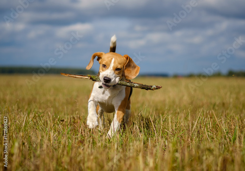 Beagle dog running around and playing with a stick