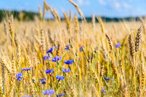 Blue cornflowers grow on the field among the ripe ears of ripe rye