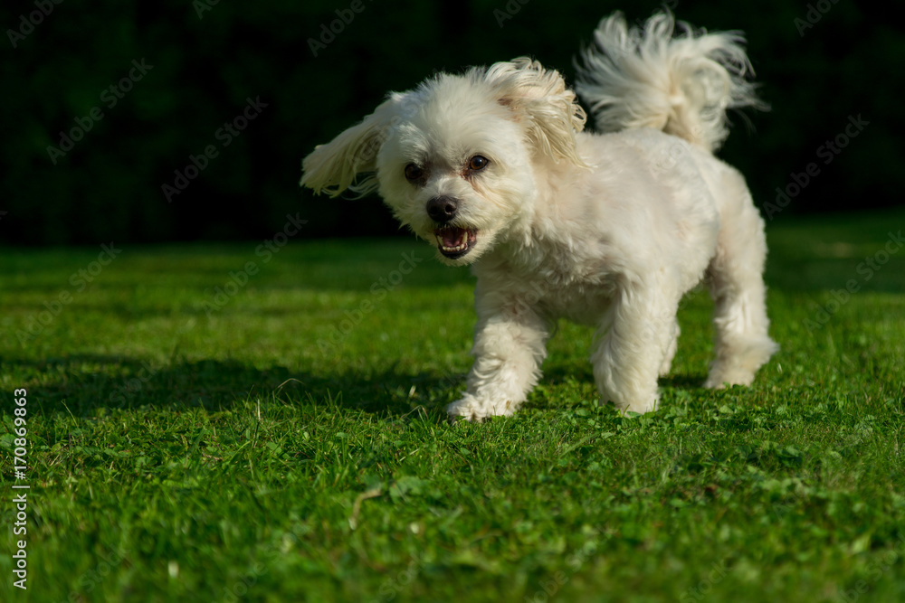 Hund beim Laufen