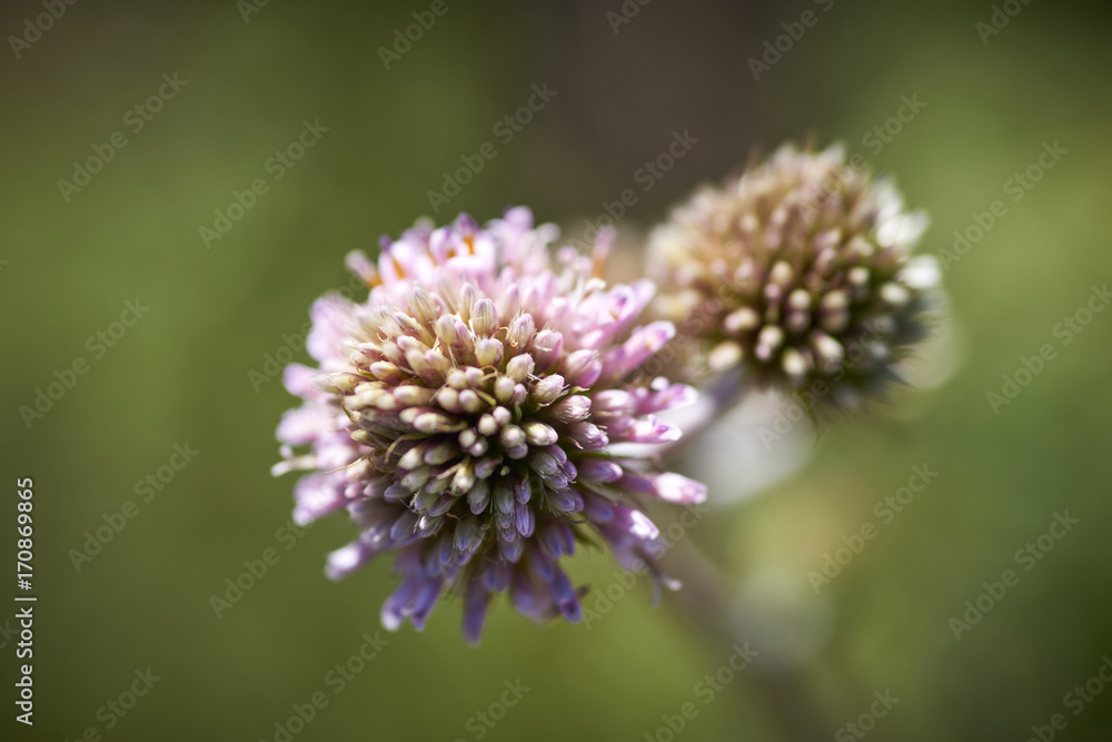15-08-2017 Atacama Desert, Chile. Landscapes of the Flowering Desert. Flowers and colors conform this natural beauty, which surprises in the most arid desert in the world.