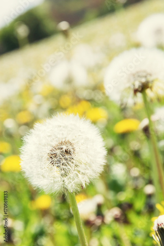 Close up photo of beutiful dandelions in meadow, beauty filter