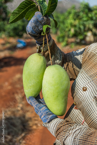 Mango in hand, Mango tree in a garden, Asia women mango harvest in the garden