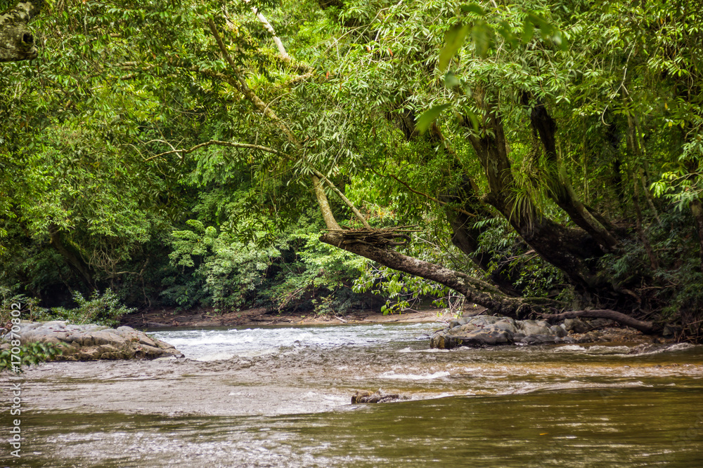 Fototapeta premium the river indonesia in jungles