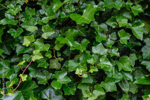 Green ivy leaves background