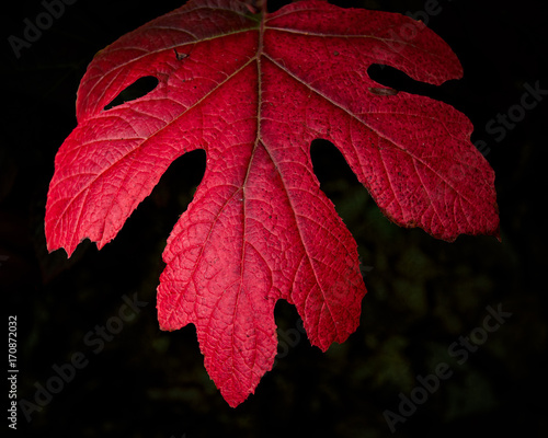 Red Autumn Leaf
