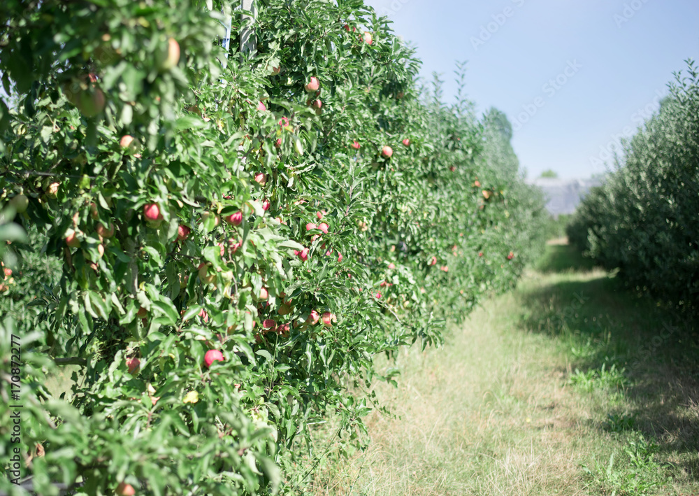 Trees with ripe red apples in a farm's apple orchard.