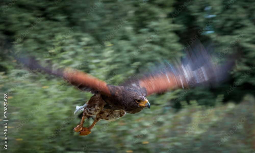 Vol d'aigle à grande vitesse Vol d'aigle à grande vitesse