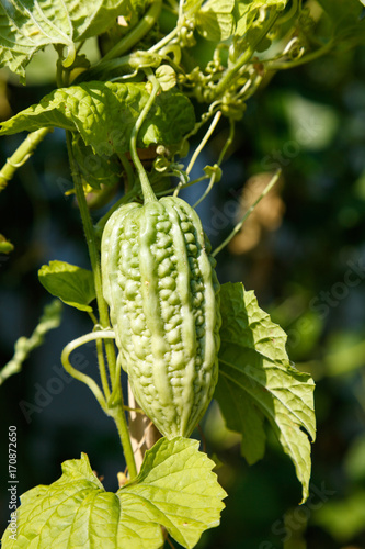 home grown bitter gourd