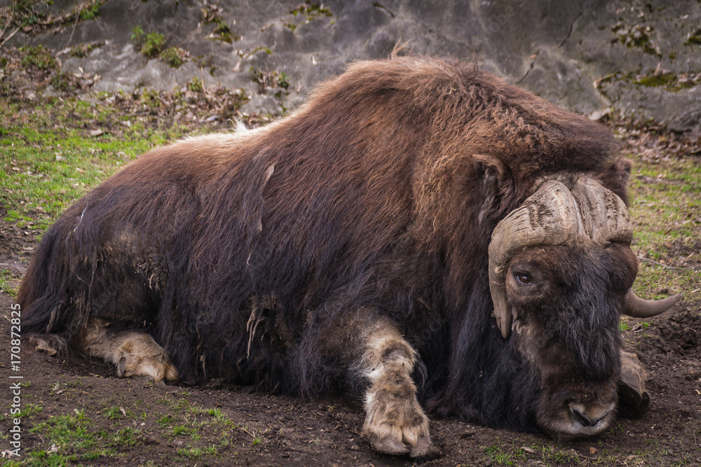 Fototapeta premium Buffalo.