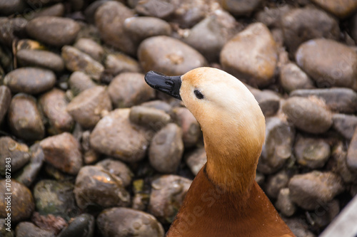 Obraz na płótnie Red duck 