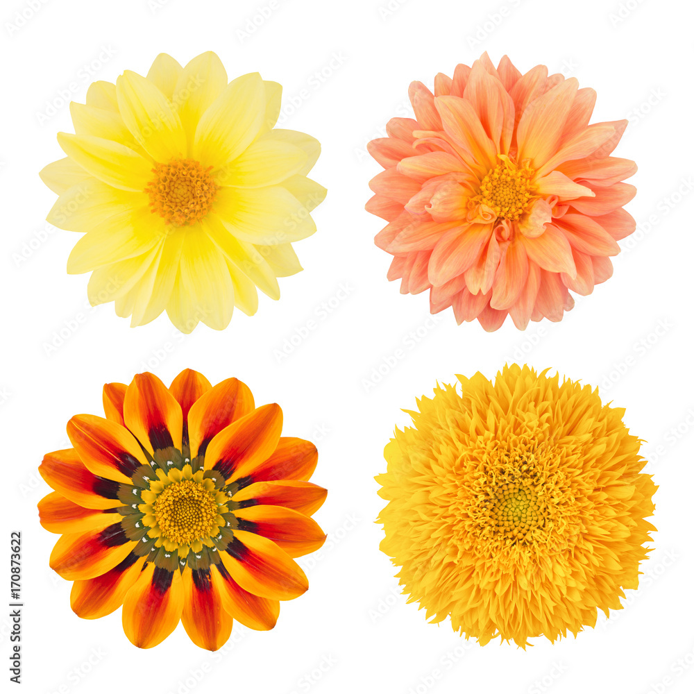 Set of flowers with dahlias, gazania and sunflower. As design elements. Set of flowers with dahlias, gazania and sunflower. As design elements.