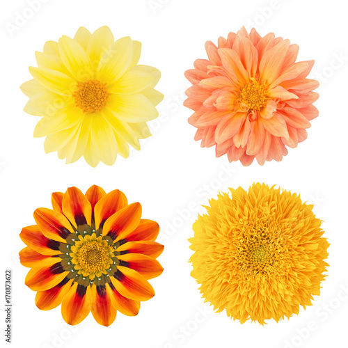 Fototapeta Naklejka Na Ścianę i Meble -  Set of flowers with dahlias, gazania and sunflower. As design elements.