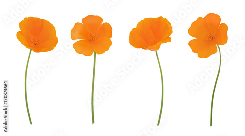 Orange eschscholzia set isolated on a white. Full depth of field.