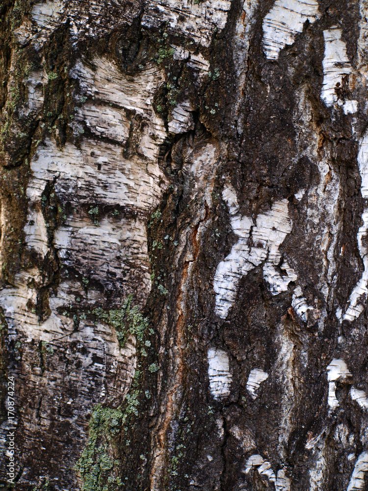 Obraz premium White birch bark - close up photo with background texture
