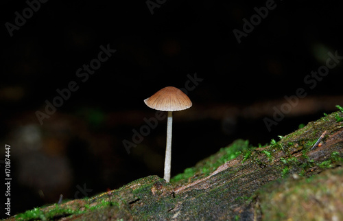 The small poisonous fungus Galerina Swamp (Galerina paludosa), growing on an old tree, overgrown with moss