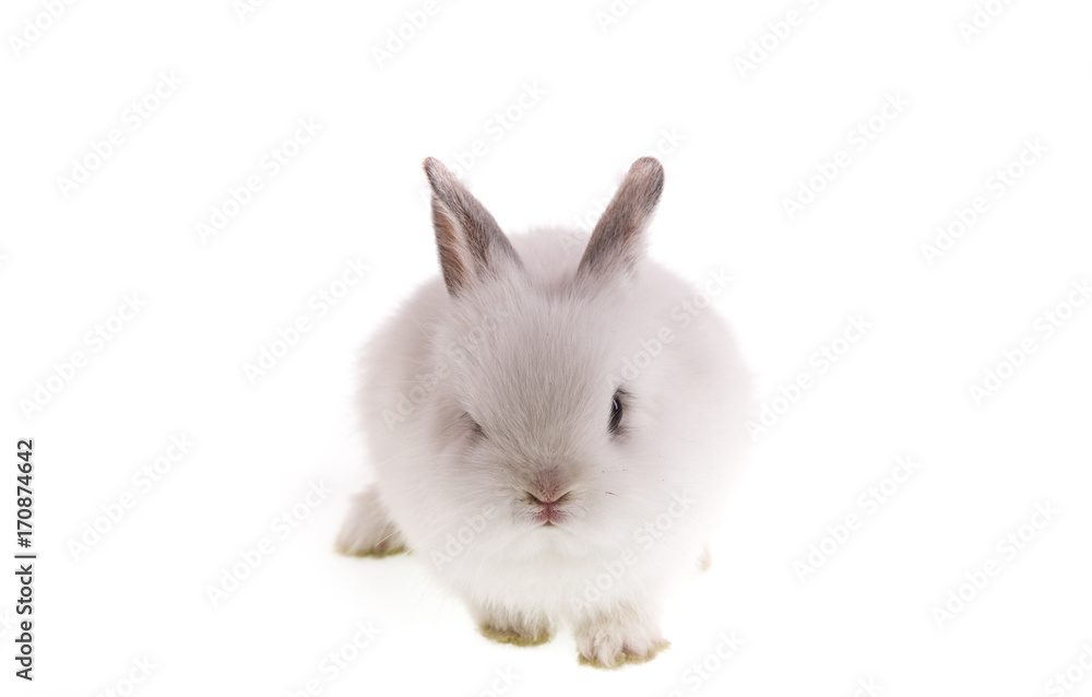 Obraz premium white rabbit on white isolated background