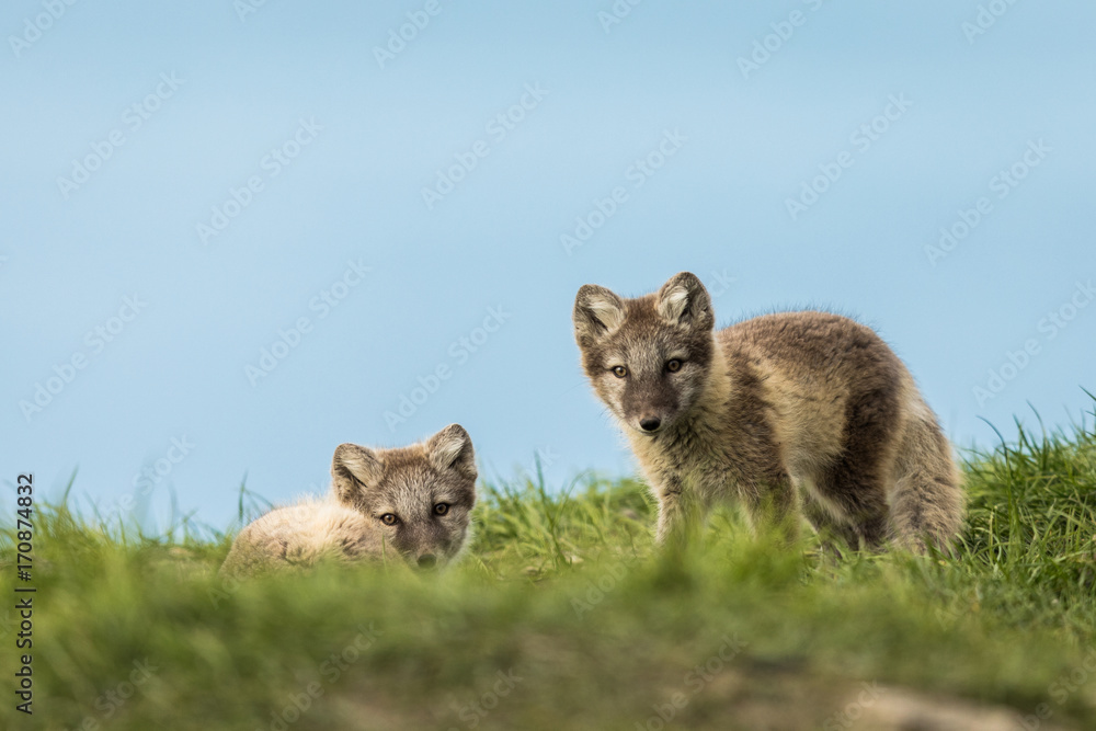 Arctic fox cubs resting in the green grass Svalbard Arctic fox cubs resting in the green grass Svalbard