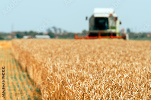 Combine harvester machine harvesting ripe wheat crops