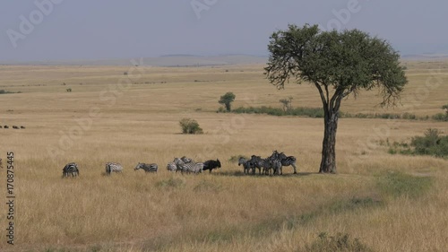 Herd Of Zebras Hiding In The Shadows Of The Acacia Tree In The African Savannah