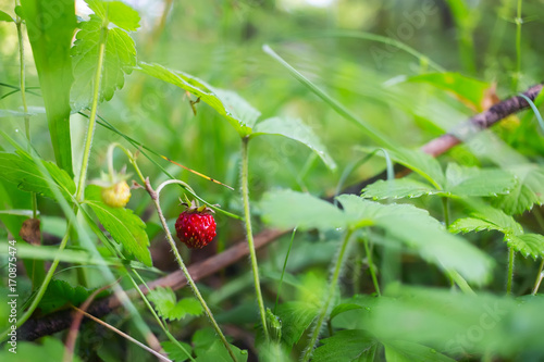 Red wild strawberries growing in the orchard, nature background