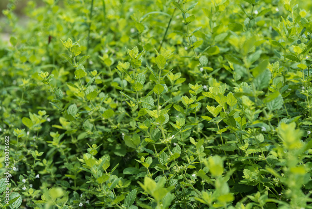 一面に茂ったレモンバーム 一面に茂ったレモンバーム