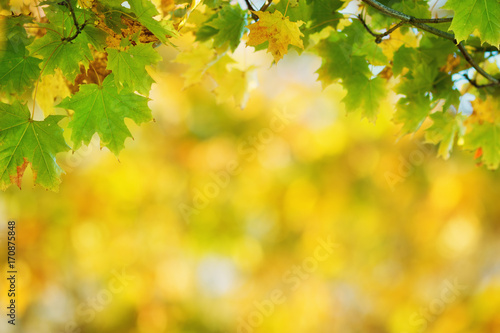 yellow maple leaves in autumn with beautiful sunlight