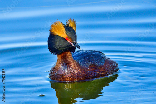 Horned Grebe