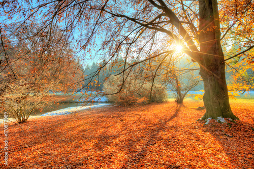 Beautiful colored trees in autumn  landscape photography